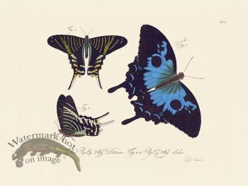 Jablonsky Butterfly 050